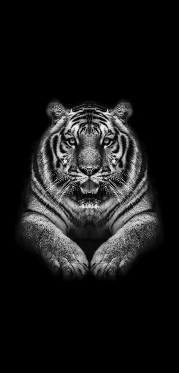 DE FRENTE (@leonsaintjust) on Twitter photo 