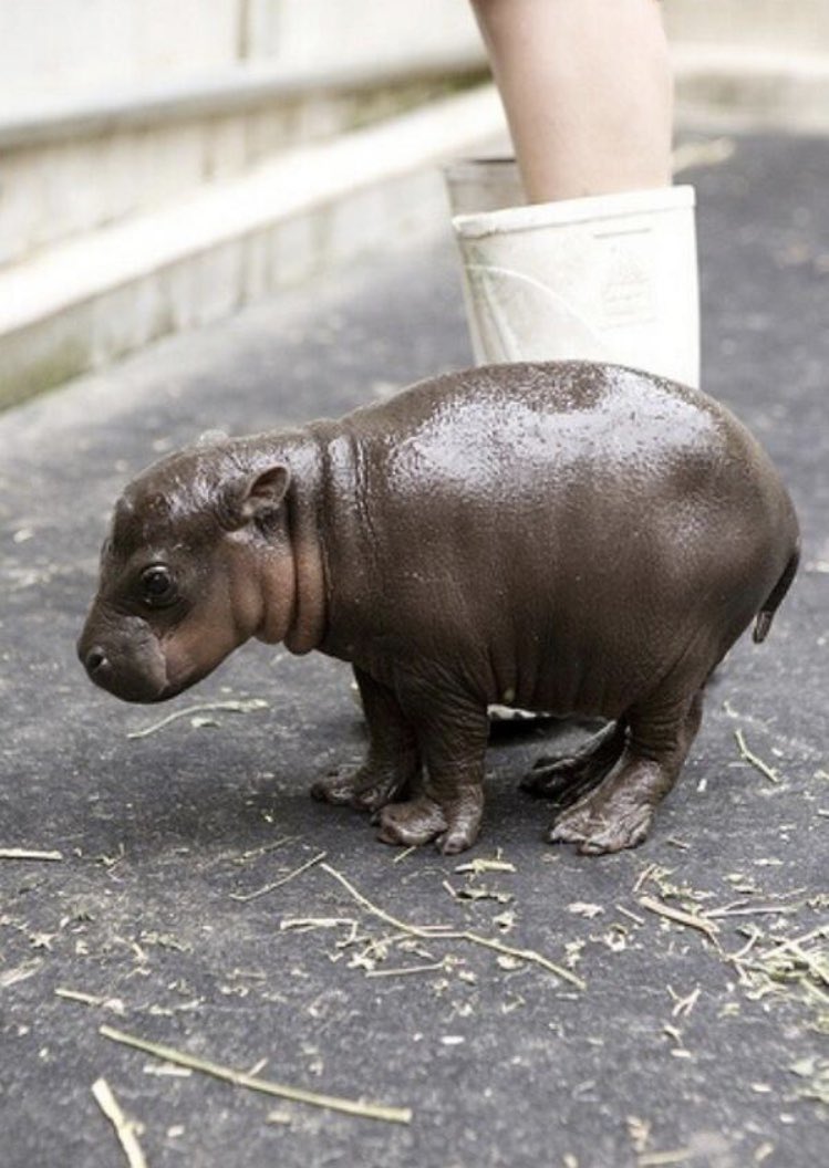 TheSumoGuy's tweet photo. Sometimes we all need some Hippo Time. Hopefully if you need some today, it’s only a small amount. https://t.co/eQJYhG05Vy