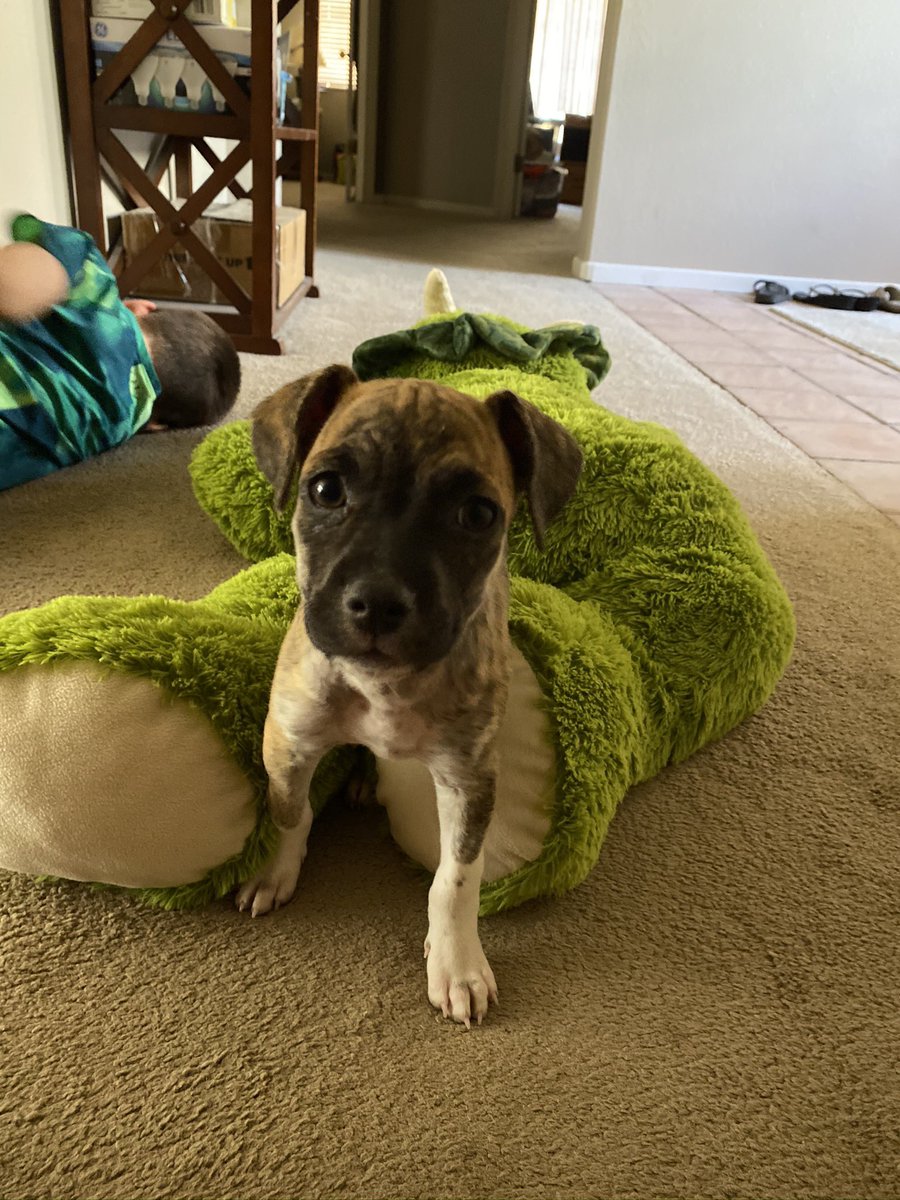 Cora_Machado's tweet photo. I would like to bless everyone with my new puppy Púa, she is beautiful and we got her this morning. https://t.co/XkBCTO9Tqu