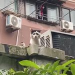 顔の模様のせいで？悲しみが深くみえてしまう、猫がいた!