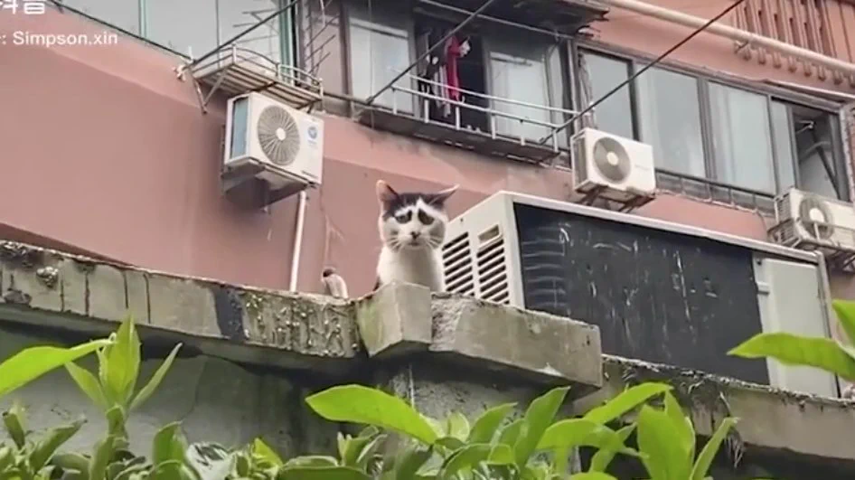 顔の模様のせいで？悲しみが深くみえてしまう、猫がいたwww