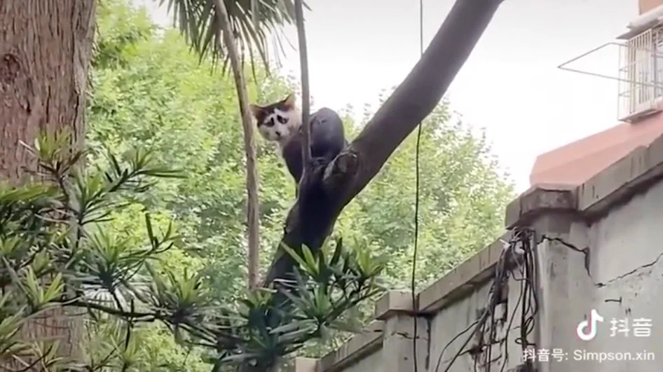 顔の模様のせいで？悲しみが深くみえてしまう、猫がいたwww