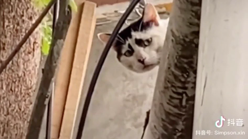 顔の模様のせいで？悲しみが深くみえてしまう、猫がいたwww