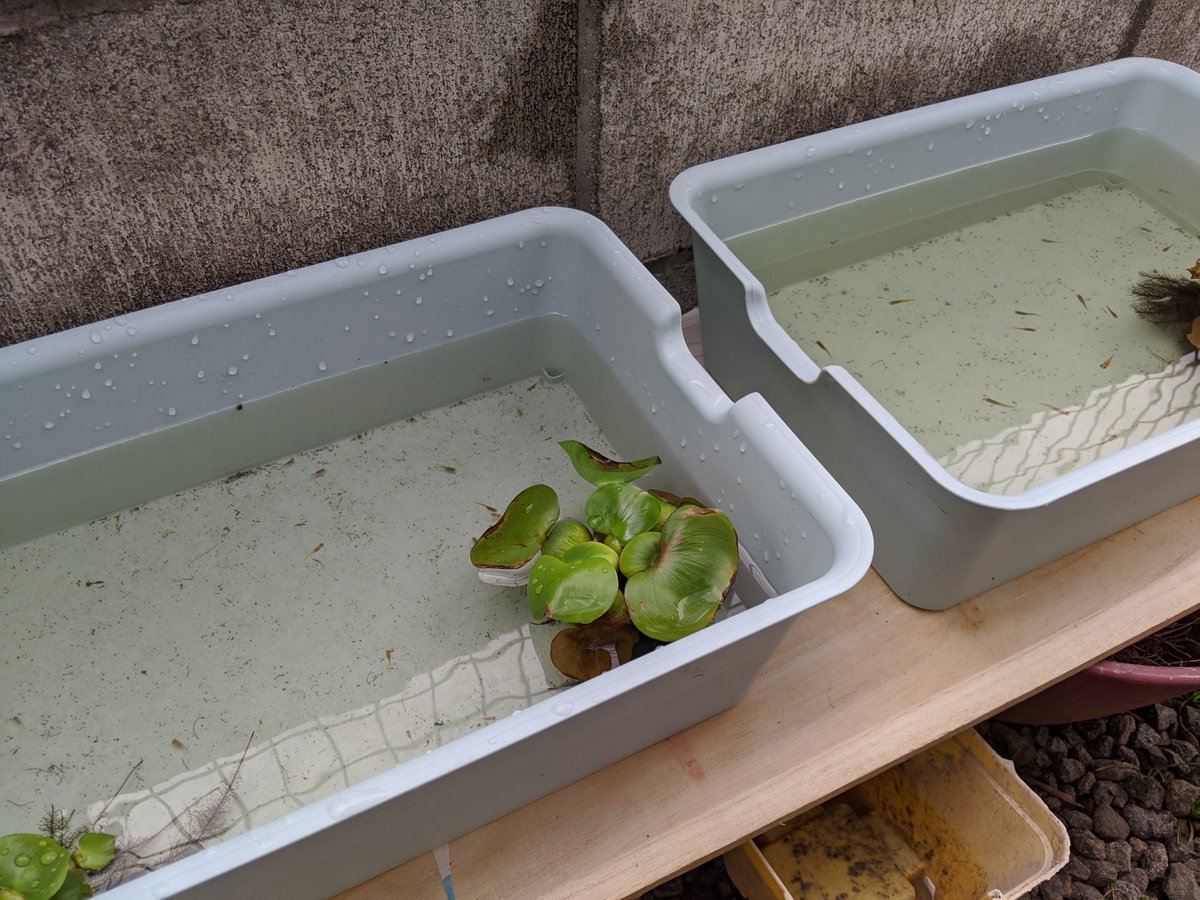 Nosta のすた 近所のメダカガチ勢おばあちゃんに大小合わせて100匹ぐらいのメダカを頂いたのでビオトープと小メダカ水槽 立ち上げた