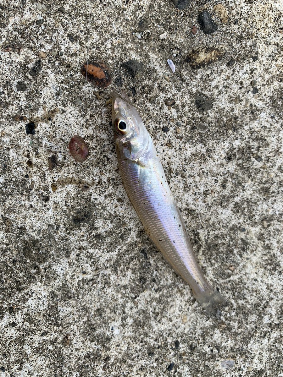 市川 翔太 すきすきすきすきすきっすき