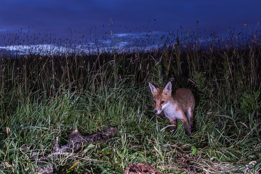 stevecush1's tweet photo. Today's photo - taken on 5th July 2017 - is another fox image taken with remote trigger and flash just a few hundred metres from home - but it was nearly midnight and I was asleep. All the hard work had been done over the previous days and weeks. #fox #remotetrigger https://t.co/9HzChVwBib