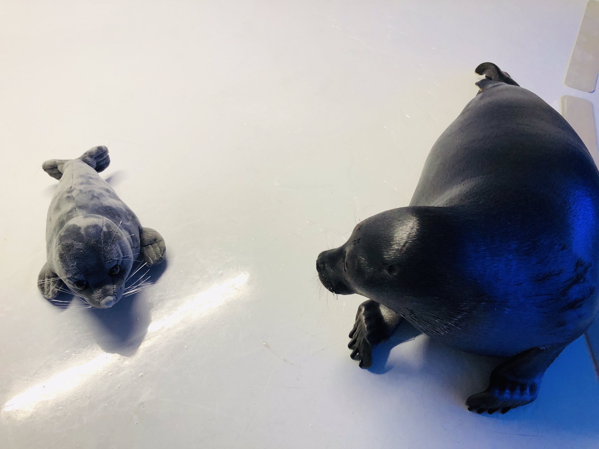 サンシャイン水族館 サンシャイン水族館オリジナルバイカルアザラシぬいぐるみ をサンシャイン水族館内のショップ アクアポケットで販売中 飼育員が細部までこだわって監修しました メロとぬいぐるみを並べてみると どちらも可愛いですね