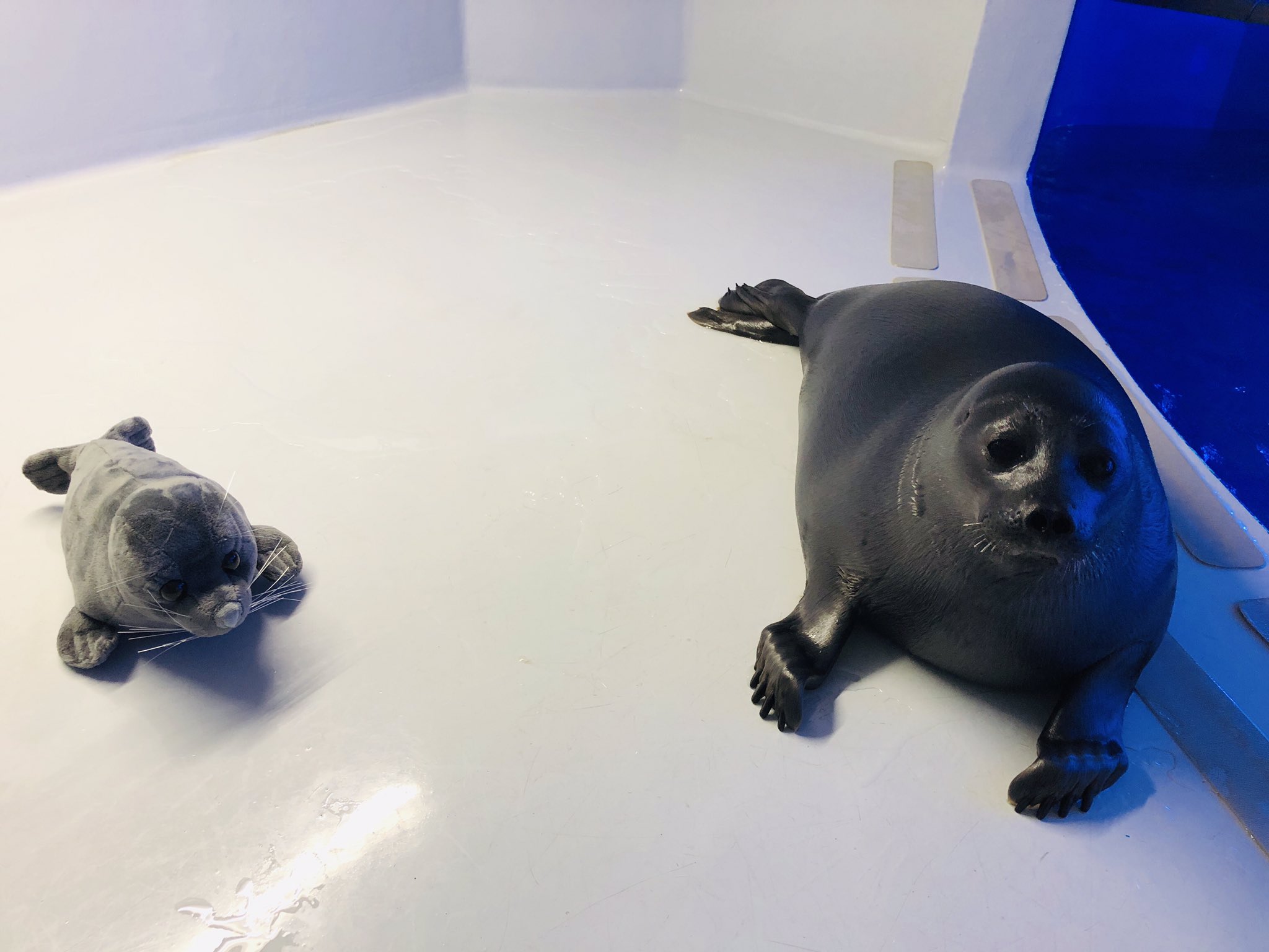 サンシャイン水族館 サンシャイン水族館オリジナルバイカルアザラシぬいぐるみ をサンシャイン水族館内のショップ アクアポケットで販売中 飼育員が細部までこだわって監修しました メロとぬいぐるみを並べてみると どちらも可愛いですね