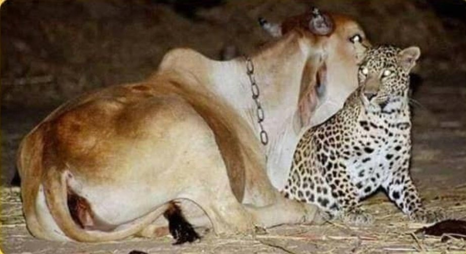 Krishna Priya on X: "Il Mother Cow & The Leopard Kid ll Il Heart Touching True Love Story ll A man bought the cow from a neighboring village and brought it to