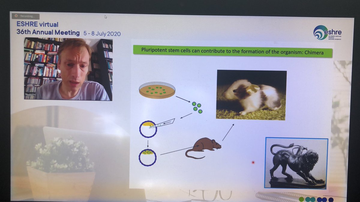 SigStemCells's tweet image. Prof. Bernard Roelen is currently enlightening us all about chimeras, in our #ESHREPCC #ESHRE #SafelearningwithESHRE