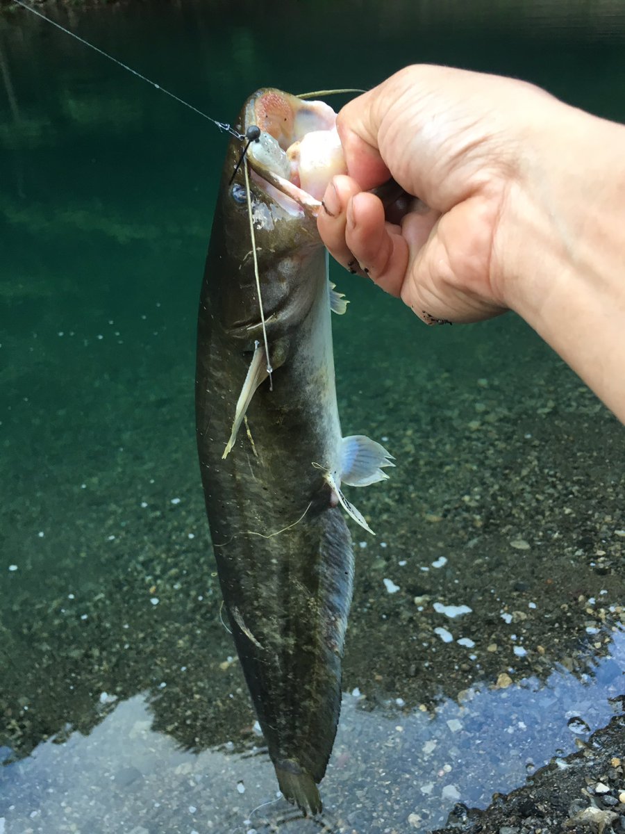 旧自由人 今日の奥多摩湖の釣りはお初のギギ1本 ナマズ4本ヌルヌル釣果でした ナマズもギギもサイトで後半は明らかにバスよりナマズ探してました笑 見えバスは相変わらず少ないですね 唯一の見えバスは掛けたナマズに付いてきた50近い一匹だけ