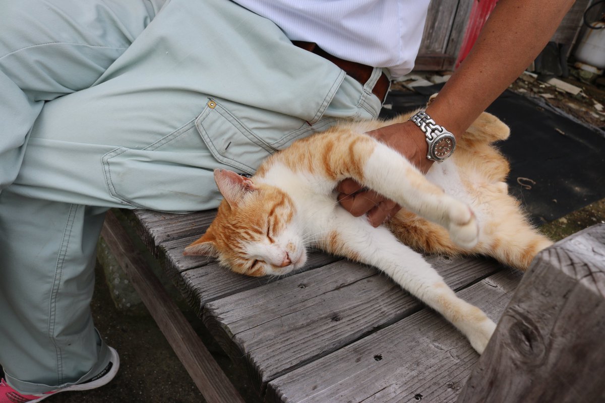 猫の島 青島 Pa Twitter 青島を訪れる観光客の中には 猫の扱いに慣れた人がいます 猫の体をスリスリして猫を大満足させる名人がいます 猫は気持ちのいい顔をしています