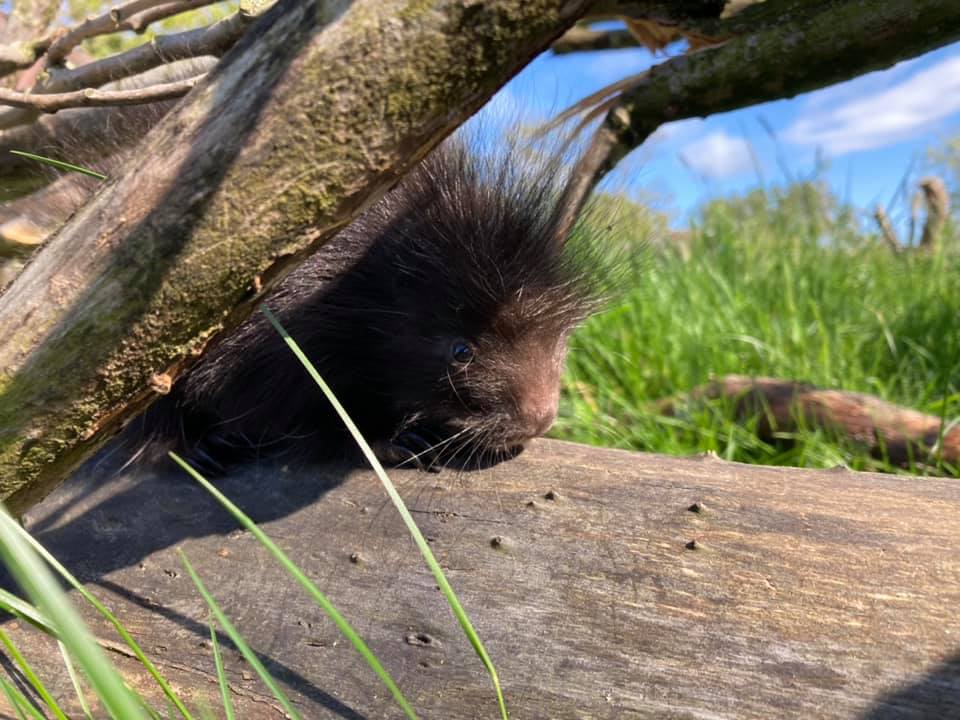 Another new arrival during lockdown was this little ball of fluff and spikes... more commonly known as a porcupette!!