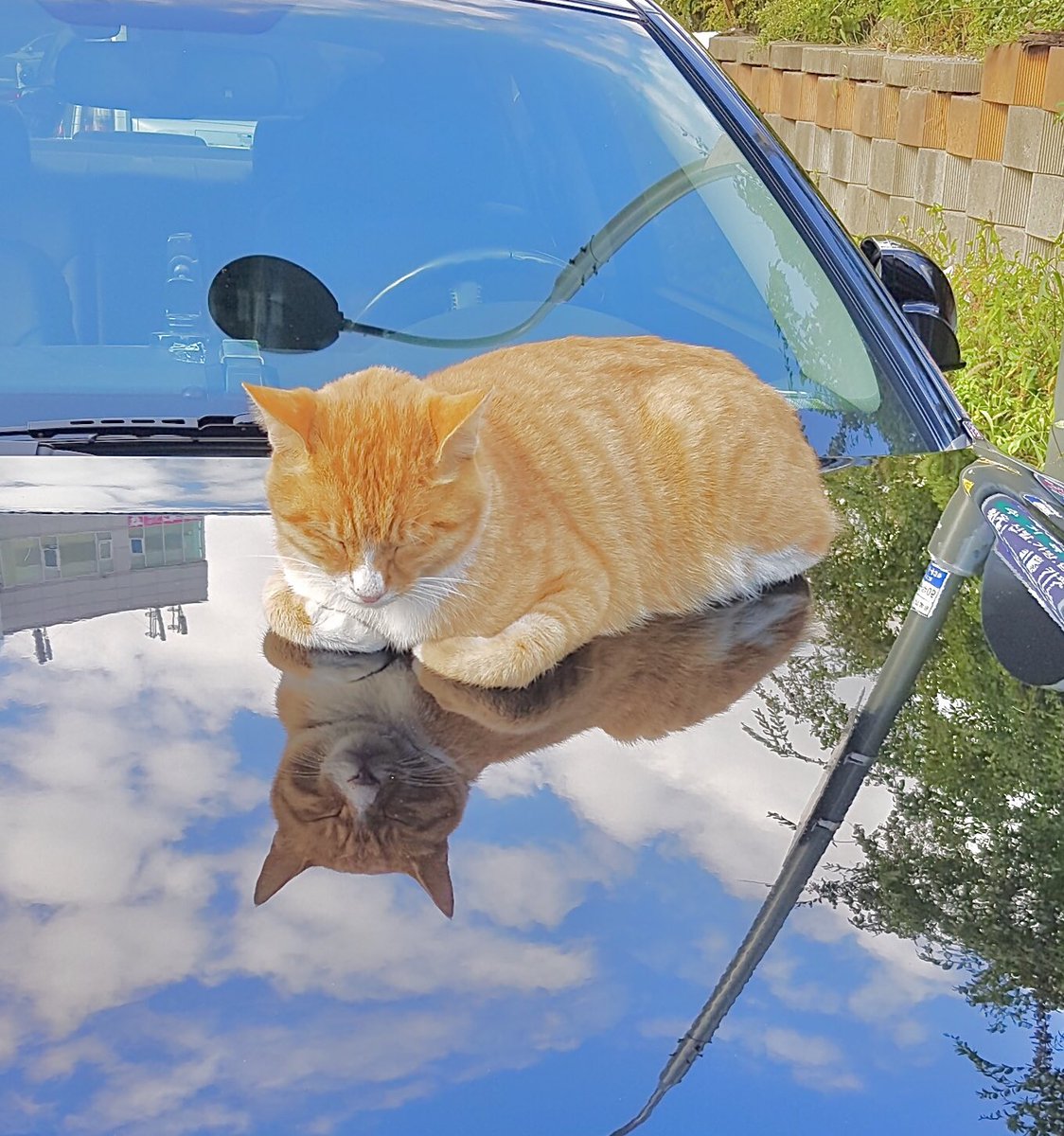 ☁️하늘 위 고냥☁️