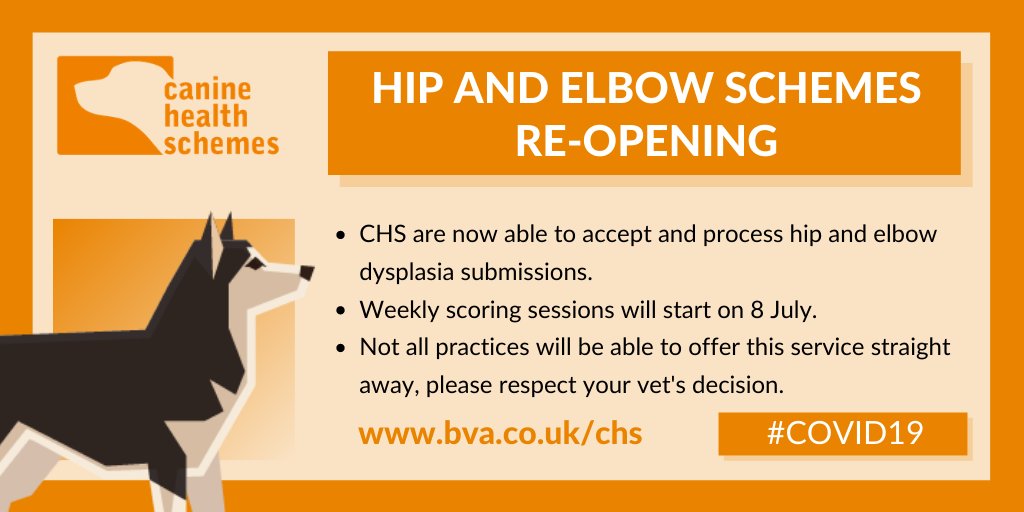 Our #CanineHealthSchemes team are now able to process hip and elbow submissions, but please be aware that not all vet practices will be able to offer the screening service straight away. There'll also be a delayed turnaround time while we catch-up bva.co.uk/canine-health-…