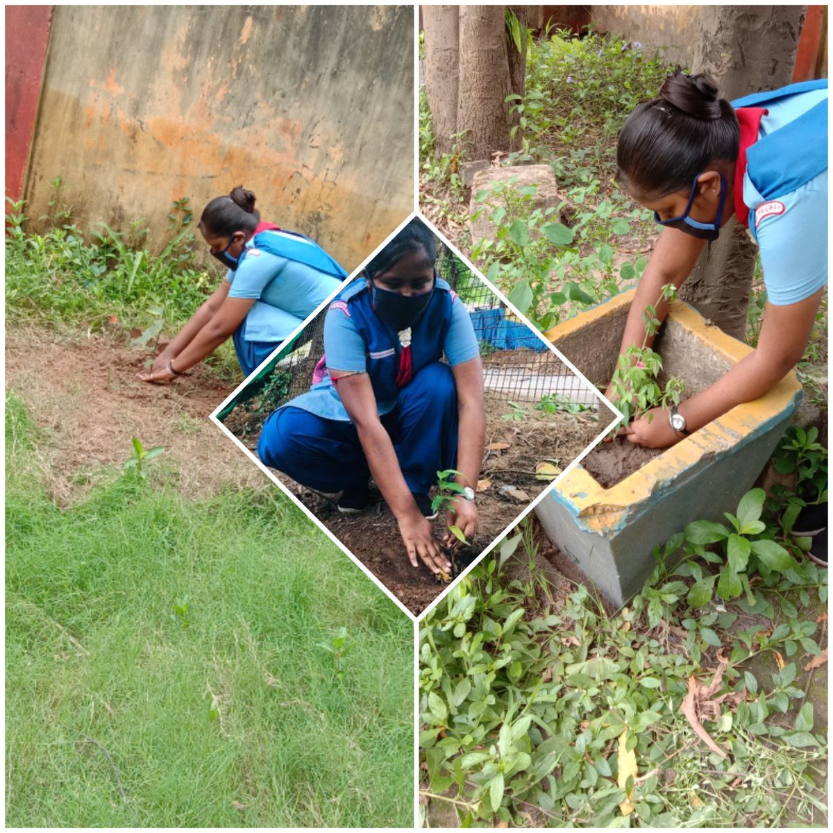 SwatiSi10192373's tweet photo. Happy Van Mahotsav Week 01/07/2020 to 07/07/2020 at Scout Den & Locality 🌴🌳🌲🌿🌱🌹🌼🌻🏵️🌺🌺🏵️🌸🌷🥀
💫South Eastern Railway Chakradharpur District Tatanagar Association ⚜️
💫 Rover,Ranger & unit Leaders⚜️
#bsgindia
#covid19
#SERbsg
#VanMahotsav https://t.co/zNz3mA04m0