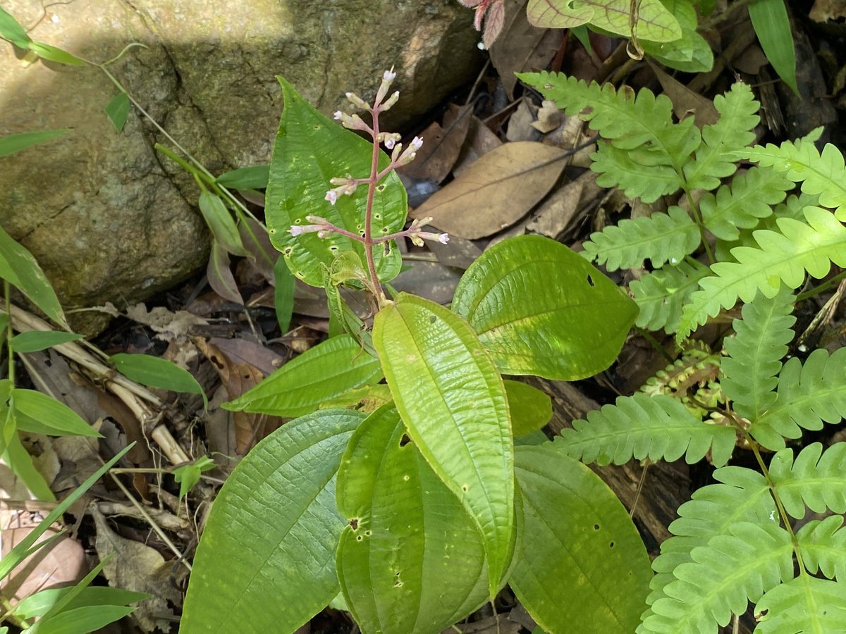 gunter_fischer's tweet photo. The #Melastomataceae family significantly contributes to plant diversity in tropical #forests. Especially shade tolerant #shrubs like #Blastus pauciflorus, which was reintroduced to our #ForestRestoration plots, are important sub canopy elements. #biodiversity #conservation https://t.co/B2xkLmu6gG