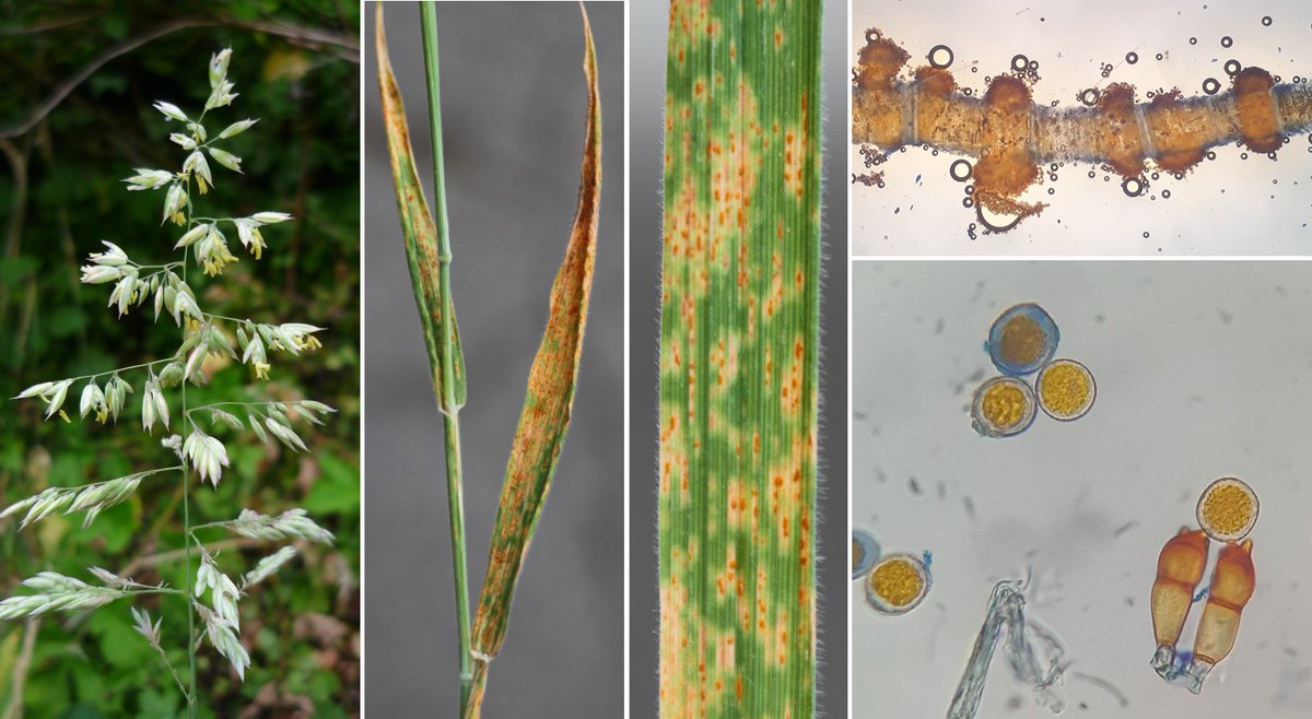 wheatpath's tweet photo. Crown #rust on common velvet grass (#Holcus lanatus) likely caused by #Puccinia coronata f. sp. holci, with uredinia releasing uredospores and already some teleutospores (Les Clayes-sous-Bois, FR). https://t.co/0JNlwCdtNI