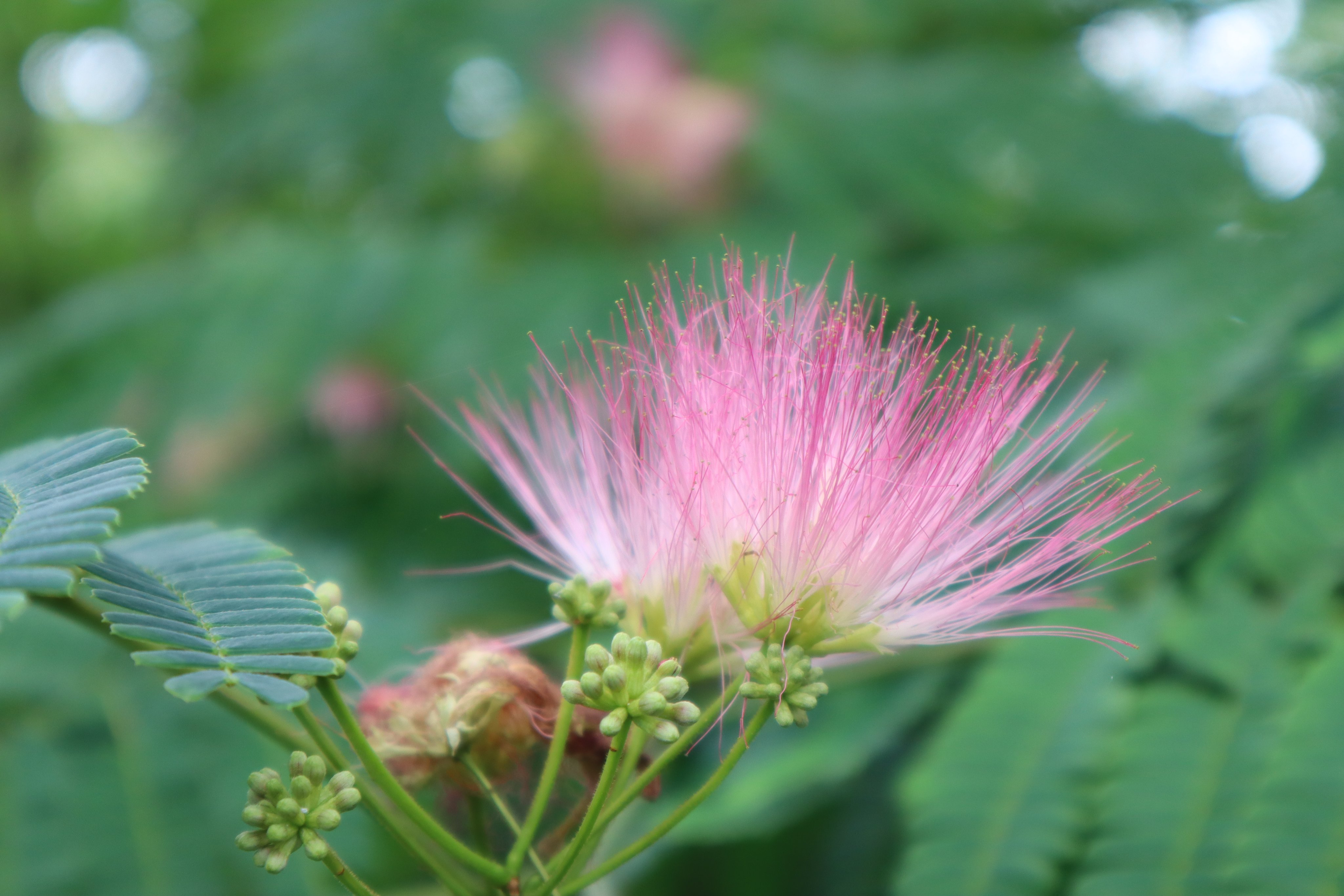 国営昭和記念公園 ネムノキの花をご紹介します ネムノキ 合歓の木 のピンクの 雄しべが絹糸を束ねたように見える事からシルクツリー 絹の木 と呼ばれることもあるそうです 第4サークル付近の橋では近くでご覧いただけますよ 昭和記念公園