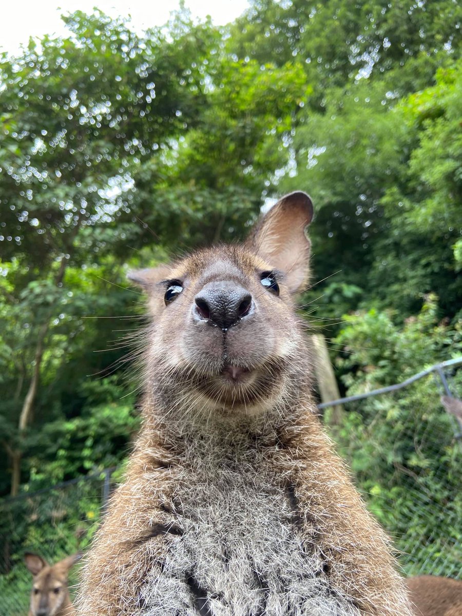 埼玉県こども動物自然公園 公式 クオッカと同じワラビーの仲間でも 咀嚼の途中の一コマ クオッカよりも鼻先がほっそりです ベネットアカクビワラビー クォッカに負けないローアングル というより正面顔 T Co Tgdxitfejl Twitter