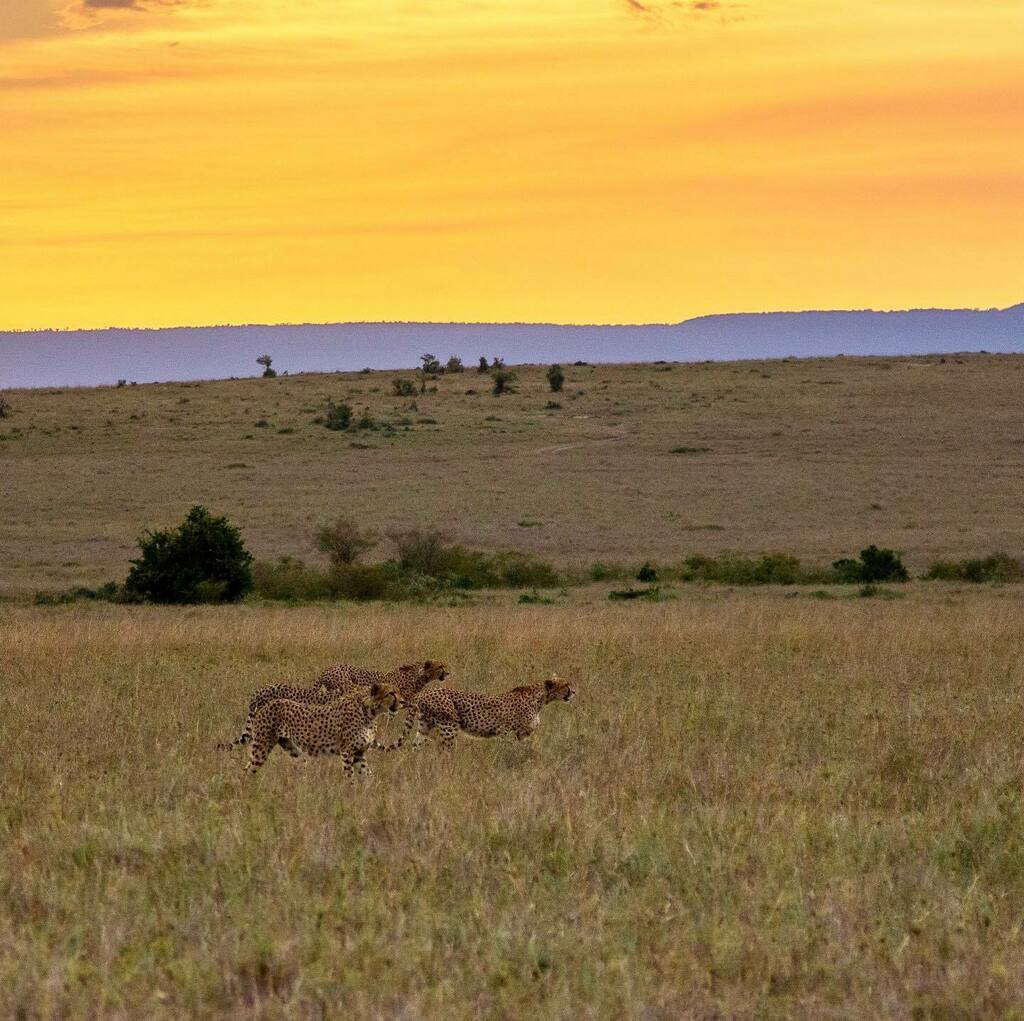 santhosh2k1's tweet photo. Sunsets and sunsets in wild.
Hopefully the pandemic goes down and get to see them again this year
#cheetah #sunset #sunsetinwilderness #mara #marasunset #wildsunset #rovingturtle #ig_wildlife #wildlifephotography #instawild #instawildlife #bbcwildlifema… https://t.co/ARWlgnTne2 https://t.co/E949NLDIM4