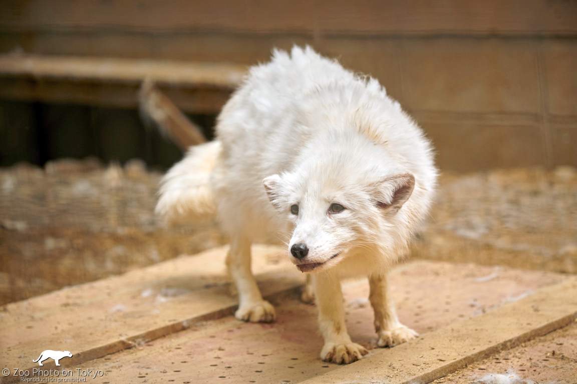 Zoo Photo On Tokyo ホッキョクギツネ Arcticfox 06 27 宮城蔵王キツネ村 Zaofoxvillage ホッキョクギツネ Arcticfox 北極狐 Pesec Polarfuchs