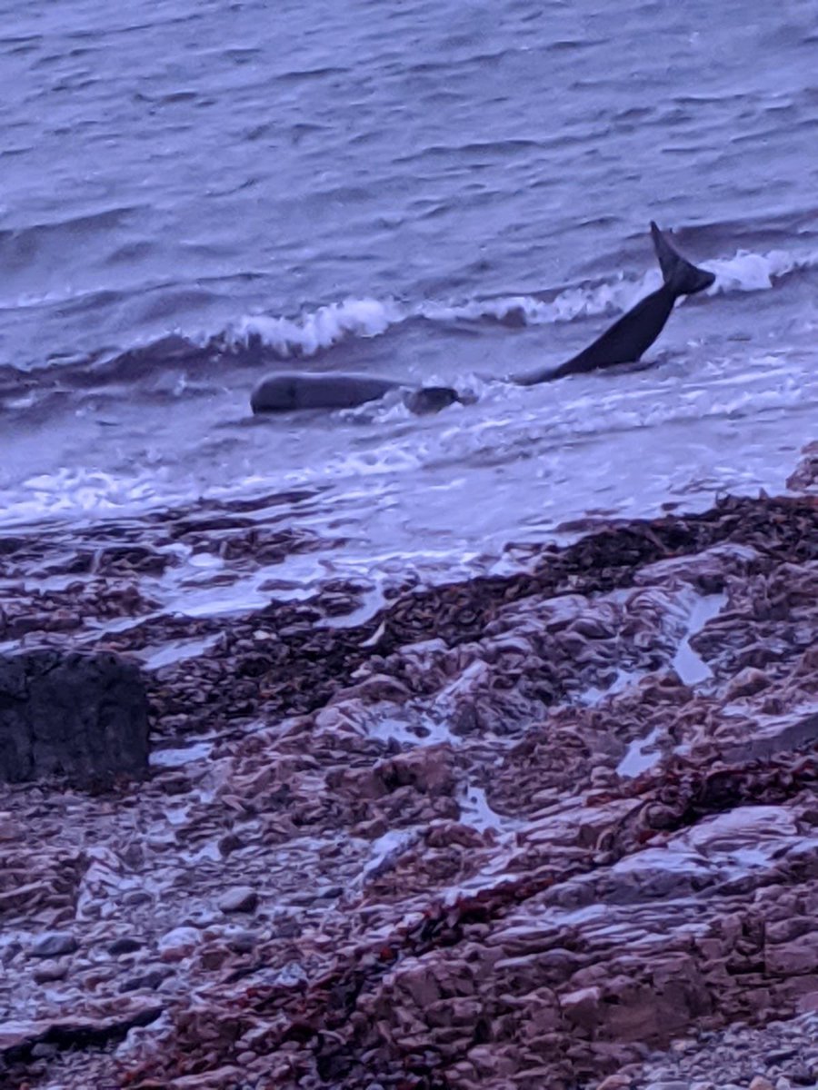 ardnahoe's tweet photo. Some remarkable shots from Friday - one of our production operators, Peter, spotted a beached whale near Bruichladdich, and gave it a helping hand to get to deeper waters. Great job Peter! #Islay https://t.co/ztenXq0cX1
