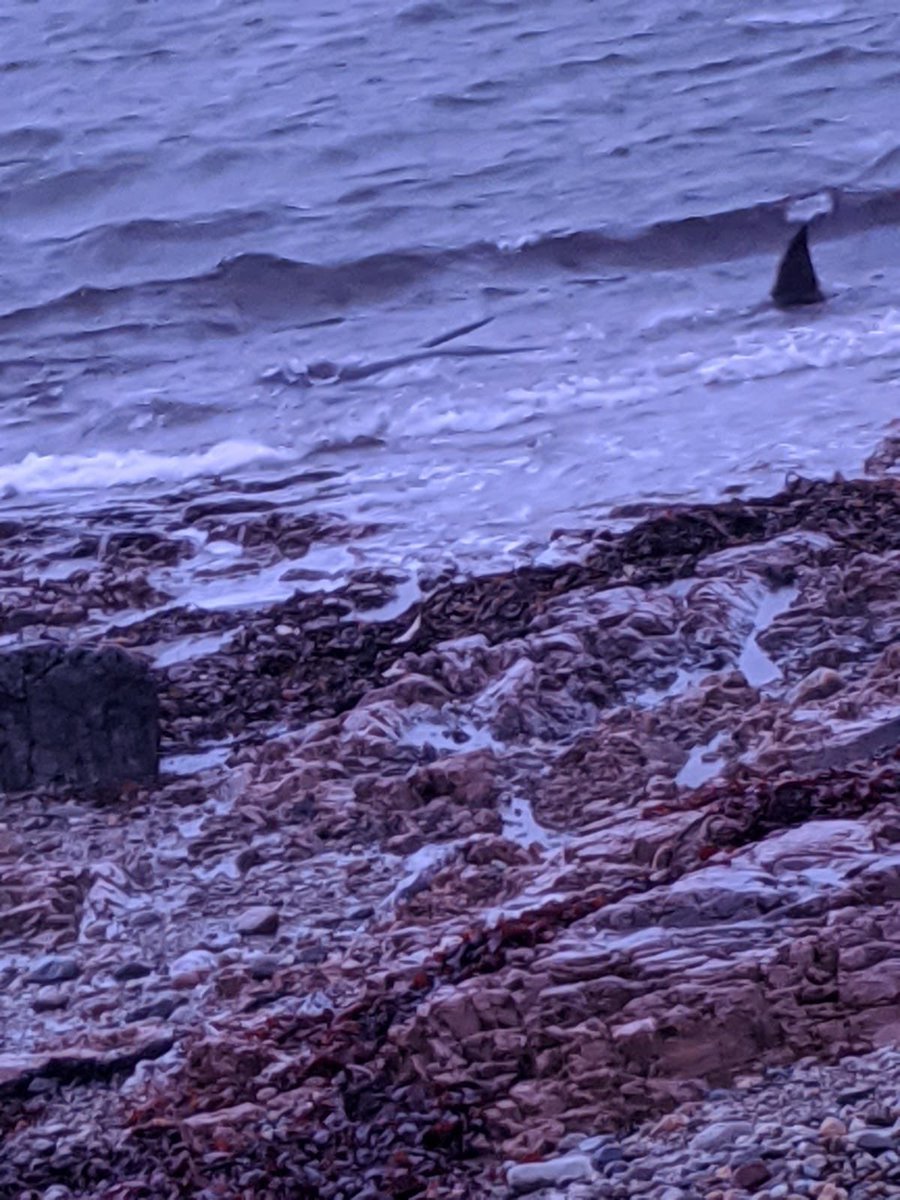 ardnahoe's tweet photo. Some remarkable shots from Friday - one of our production operators, Peter, spotted a beached whale near Bruichladdich, and gave it a helping hand to get to deeper waters. Great job Peter! #Islay https://t.co/ztenXq0cX1