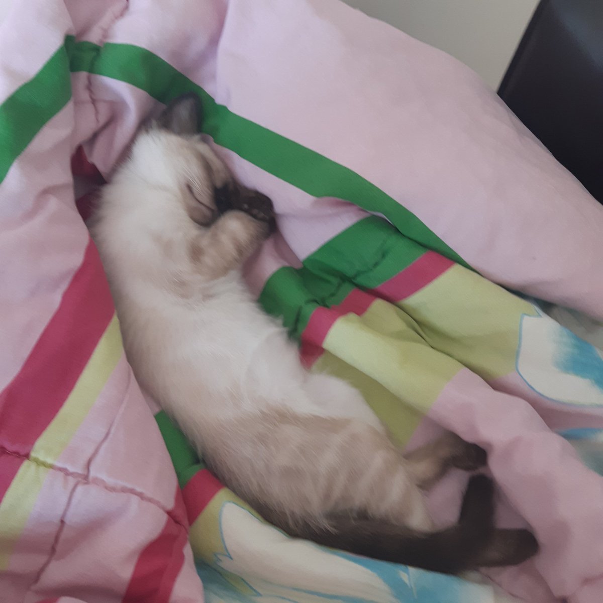 Yanımda böyle bir manzarayla twitterda bu tag'ı gördüm.Allah belanı versin.Sen insan olamazsın.#SUDEANDASTUTUKLANSIN