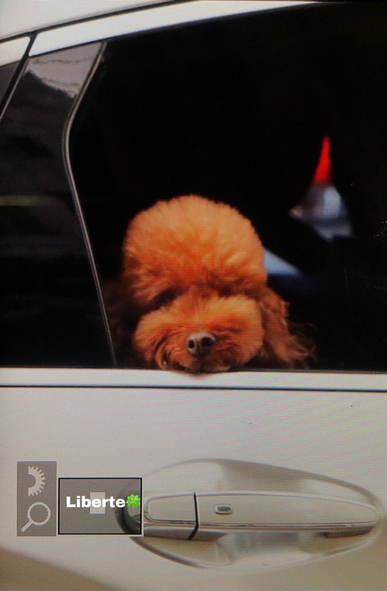 계속 강아지 사진만 올리는거 같네여,,, 근데 인가에서 귀요미들 자주 보는듯😚