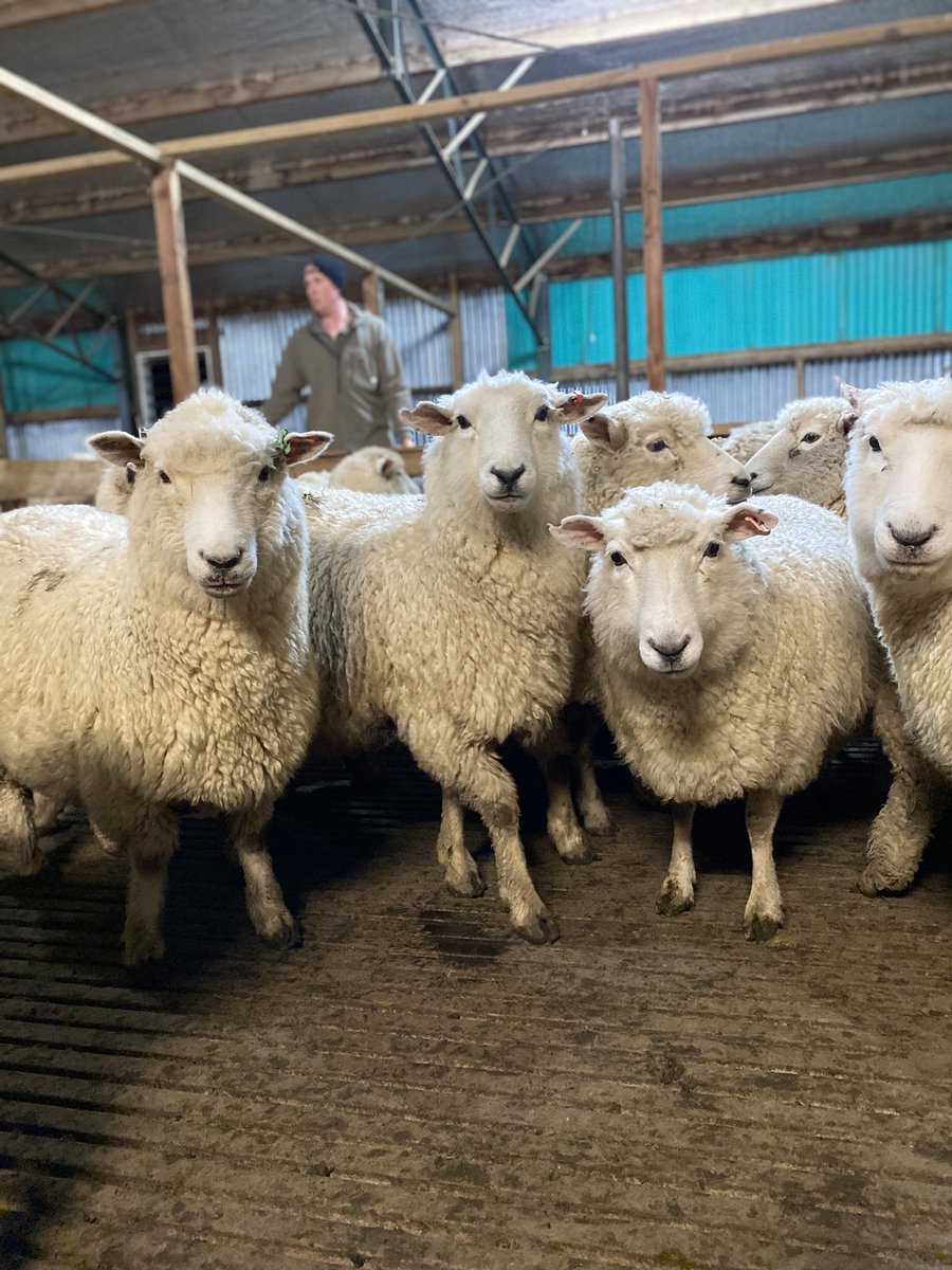 GracePettit's tweet photo. Ewes shedded up for pre-lamb shearing tomorrow https://t.co/HYZZxrsaCE