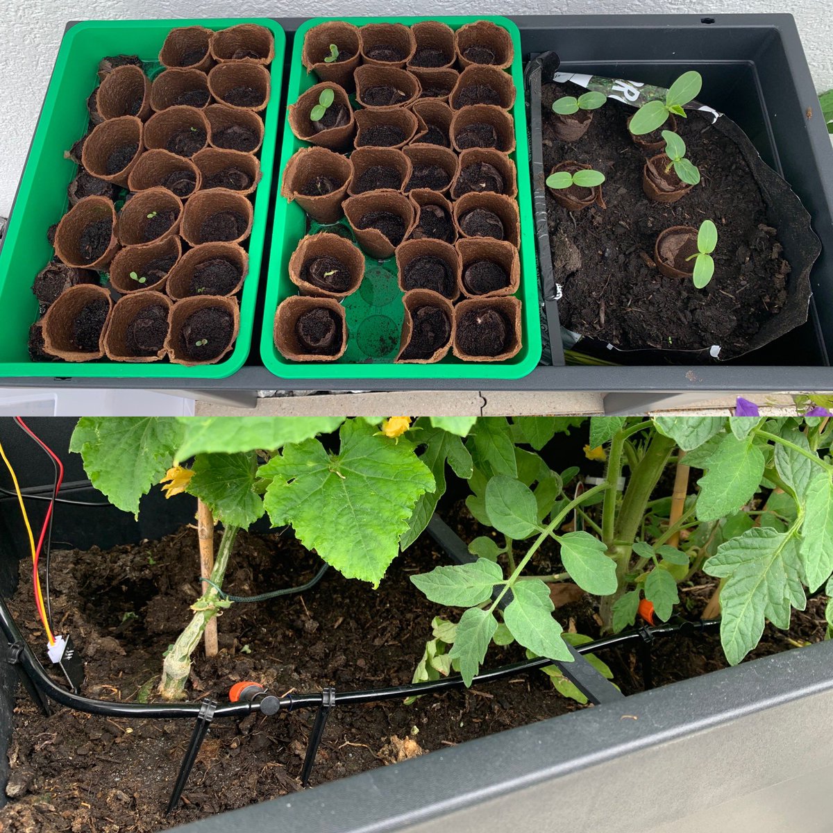 sschnake's tweet photo. Gurken, Kopfsalat, Erbsen und Stangenkonblauch.  #farming Unterstützt durch #Arduino https://t.co/0ehSPmMjxp