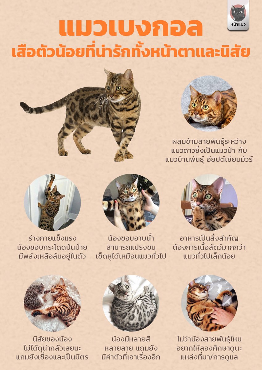 nhamaew's tweet photo. เจ้าเหมียว เบงกอล ☺🖐 น้องแมวที่ดูเหมือนกับเจ้าเสือย่อส่วนมาเลย 🐯 ตามเพจหน้าแมวได้ที่ FB : https://t.co/TzgqBKILy9 #แมว #ทาสแมว #หน้าแมว https://t.co/eCmzVBXGmx