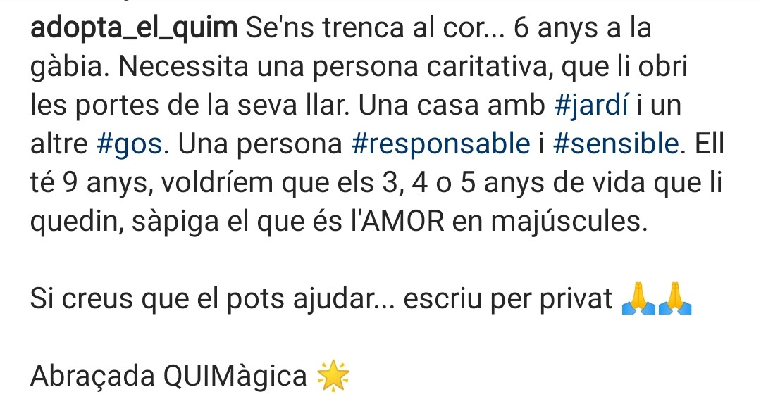 tpac_es's tweet photo. Segur que algú amb jardí i més gossos li vol donar una nova llar a en Quim 🐾❤️ (video al fil) https://t.co/RsXx40G6OD