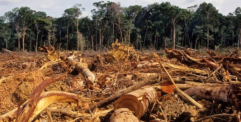 monariochwangi's tweet image. What can it benefit man to earn billions of illegal money from logging forests,fossil fuel industry and carbon emissions and later suffer and die in misery of climate change? Why are we so stubborn to #ListenToScience?  #ClimateCrisis is already claiming lives. Pls #ClimateAction