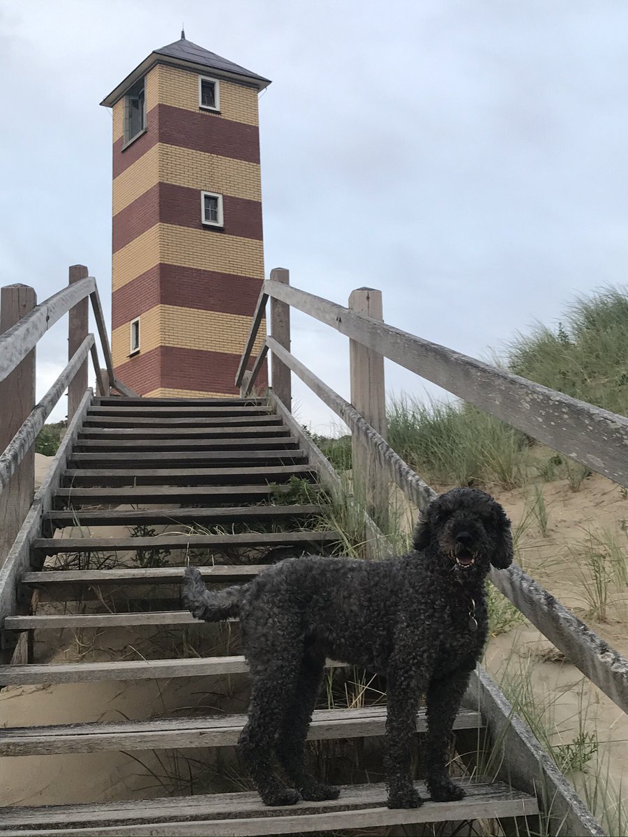 Onze dochter wilde ook altijd al een hond. Wij beiden allergisch.
Toen kwam ze met de suggestie van een Labradoodle. Wij gingen overstag onder de voorwaarde dat zij elke ochtend voor school met hem ging wandelen. Dat heeft ze gedaan. Onze labradoodle Dazzle is inmiddels 10 jaar!