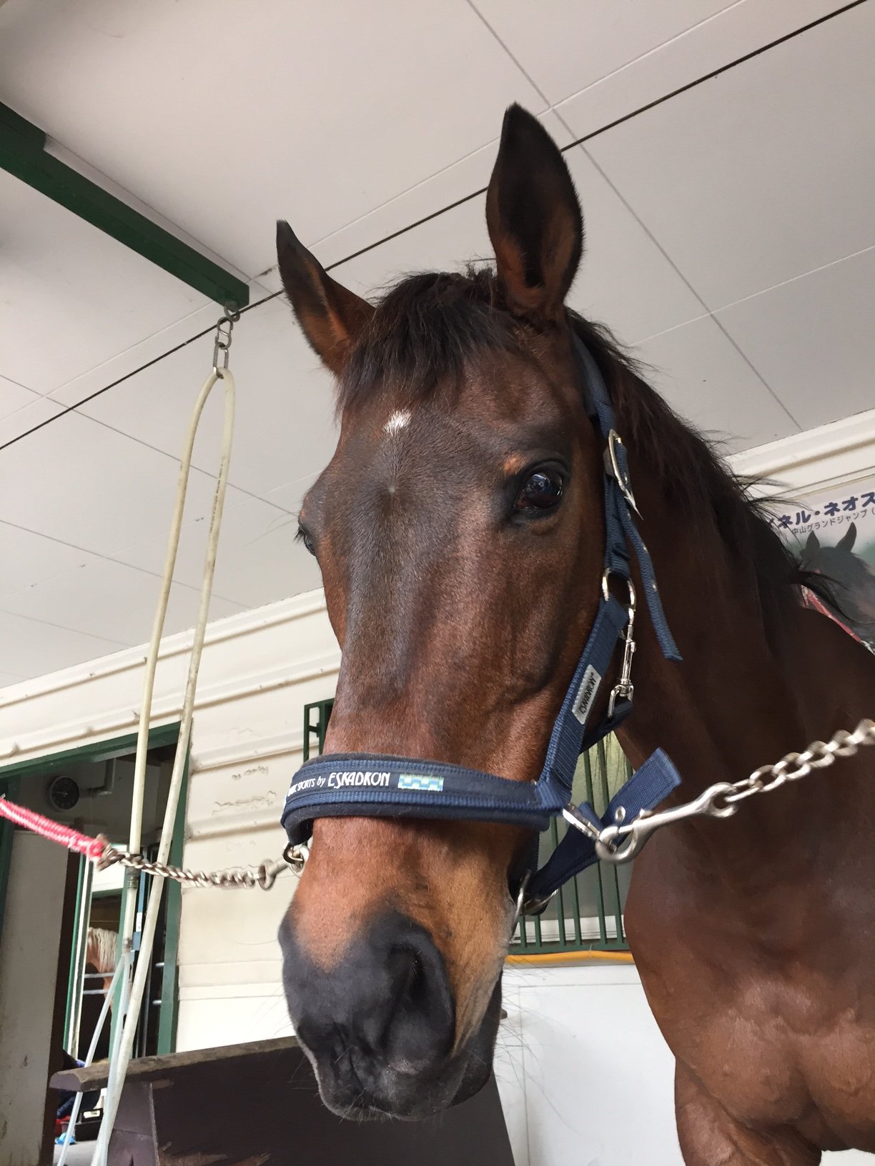 馬の博物館 公式 星をもつ馬たち 馬の額にある白い模様のことを 星 と呼びます 星の中にも様々な種類があります マイネルネオス号の小さな星は 小星 シザーz号の輪郭がみだれた星は 乱星 と言います T Co Qmqyywr3vx Twitter 馬の博物館 公式 星をもつ馬たち 馬の額にある白い模様のことを 星 と呼びます 星の中にも様々な種類があります マイネルネオス号の小さな星は 小星 シザーz号の輪郭がみだれた星は 乱星 と言います T Co Qmqyywr3vx Twitter