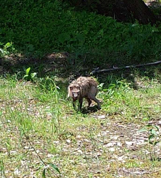 PICOTTO22's tweet photo. これなんて動物？
#残念な動物 #へんないきもの #動物 #秋田県 https://t.co/lmZv6hjJFN