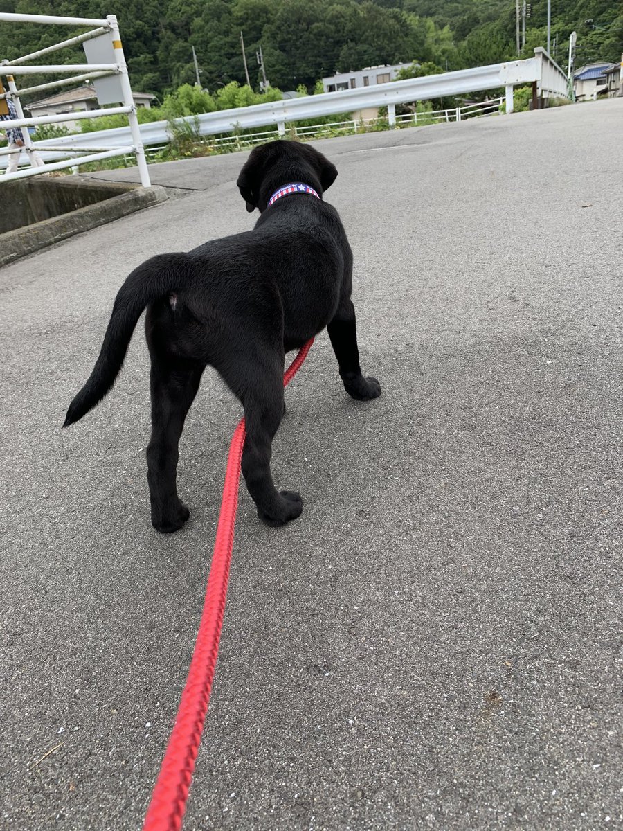 中川乃布子 今日はsunday 散歩に出てみました 嬉しくてうれしくて スキップしてるよう ラブラドールレトリバー 黒ラブ ラブラドール子犬 レトバカ