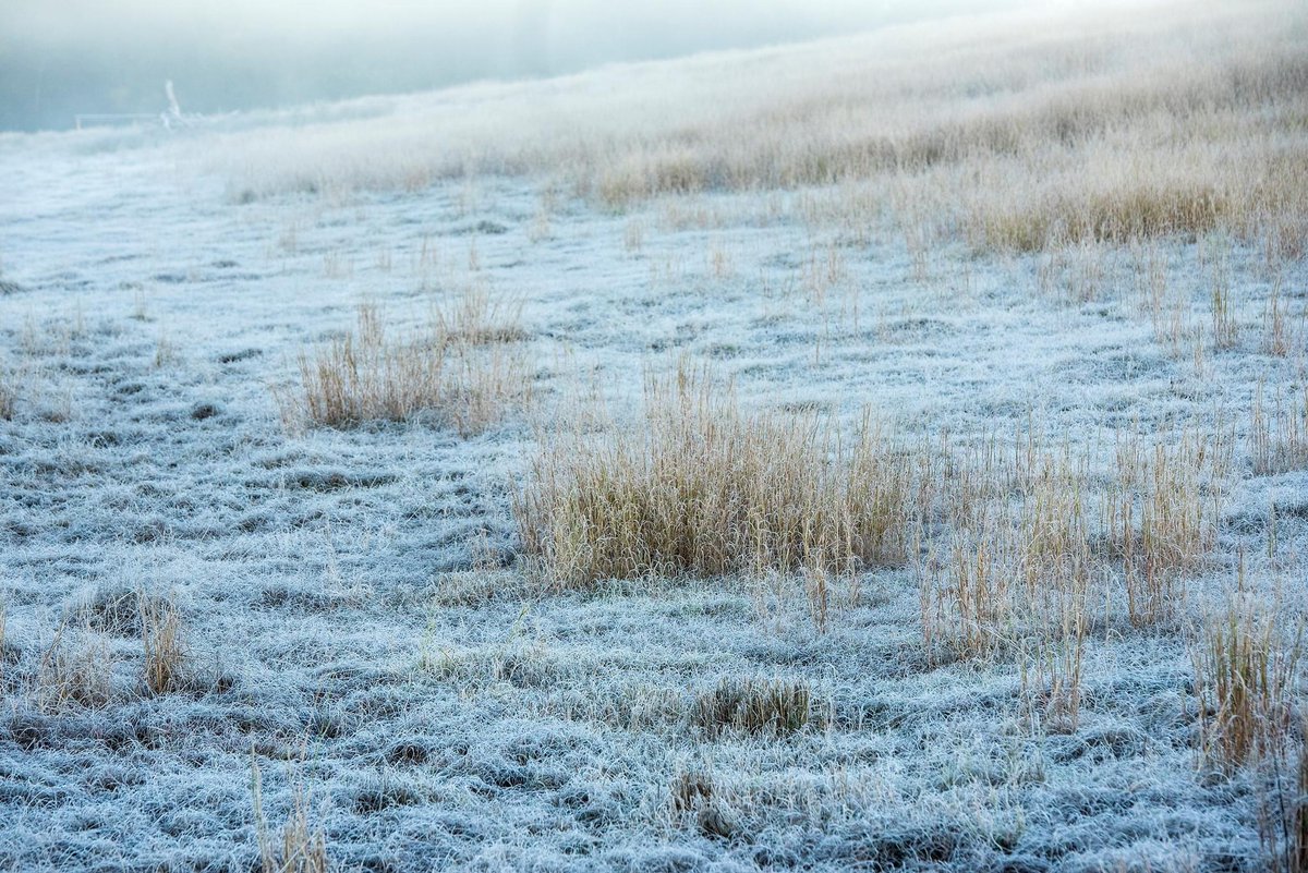 Frosty start in Biddaddaba, Scenic Rim, QLD. this morning #scenicrim #thisisqueensland #abcmyphoto #frost #winter
