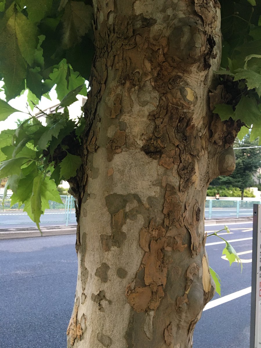 マスタービル 雨で濡れるプラタナス すずかけの木 からは なんとも言えない甘い香りが漂う ビル花