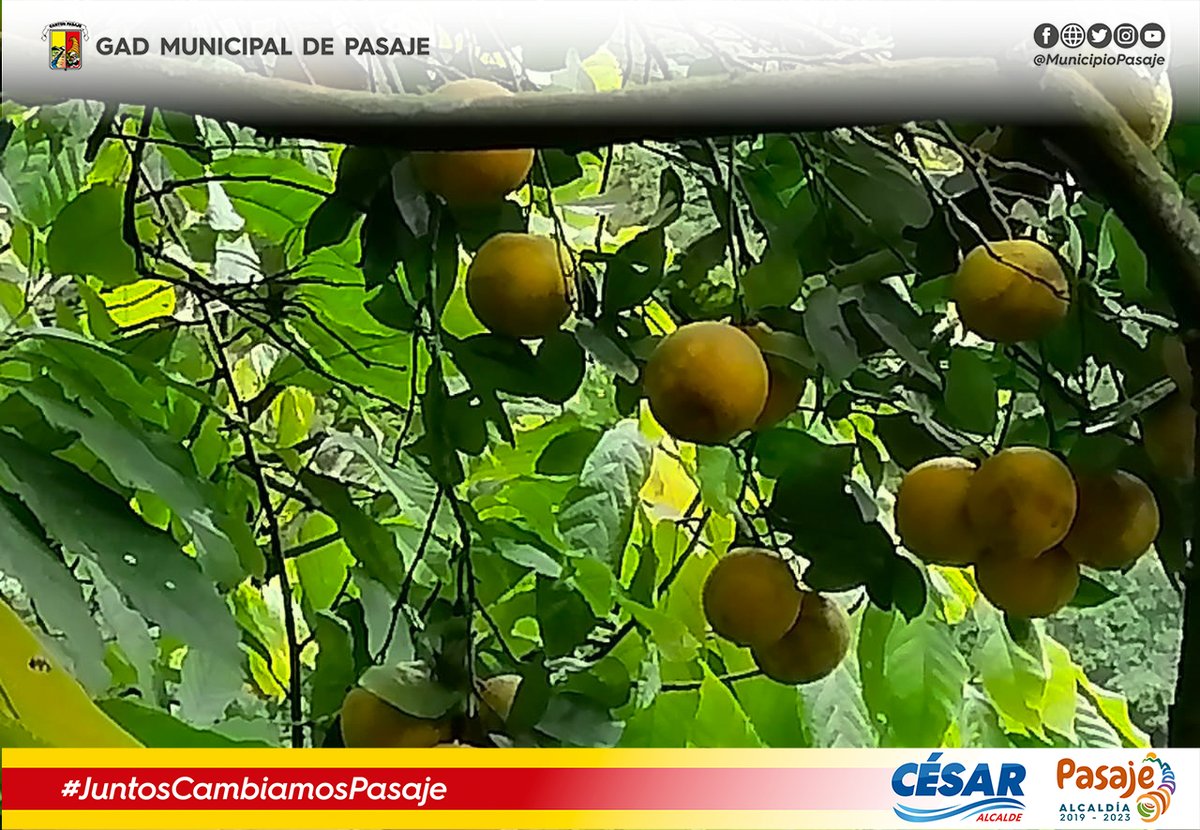municipiopasaje's tweet photo. El árbol luce frondoso, con un amarillo reluciente, con ramas llenas de vida, color y frutos que dan energía. Las plantaciones de naranja del sitio Cune, Uzhcurrumi es la riqueza más apetecida que tiene Pasaje.

#VolvemosResponsablemente
#CésarAlcalde
#JuntosCambiamosPasaje https://t.co/5syqLb3x2B