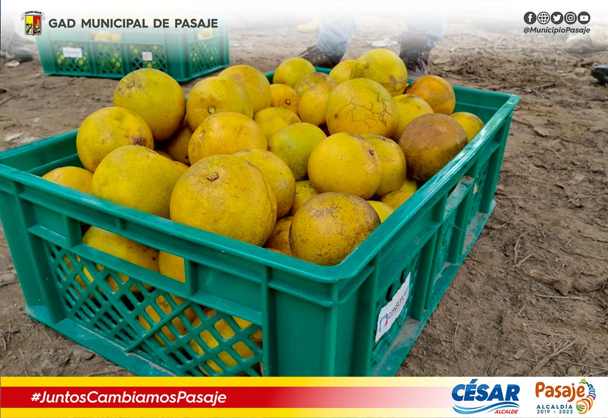 municipiopasaje's tweet photo. El árbol luce frondoso, con un amarillo reluciente, con ramas llenas de vida, color y frutos que dan energía. Las plantaciones de naranja del sitio Cune, Uzhcurrumi es la riqueza más apetecida que tiene Pasaje.

#VolvemosResponsablemente
#CésarAlcalde
#JuntosCambiamosPasaje https://t.co/5syqLb3x2B