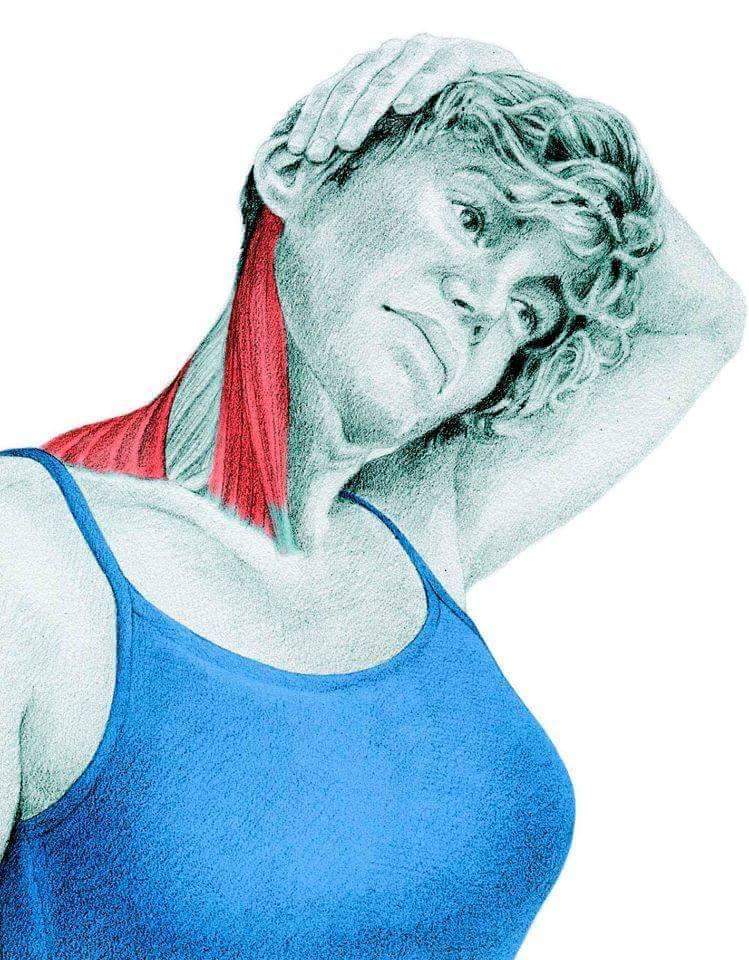 Estiramiento para esternocleidomastoideo, acercamos la oreja al hombro contrario del esternocleidomastoideo que queremos estirar, durante 10 segundos en series de 10.