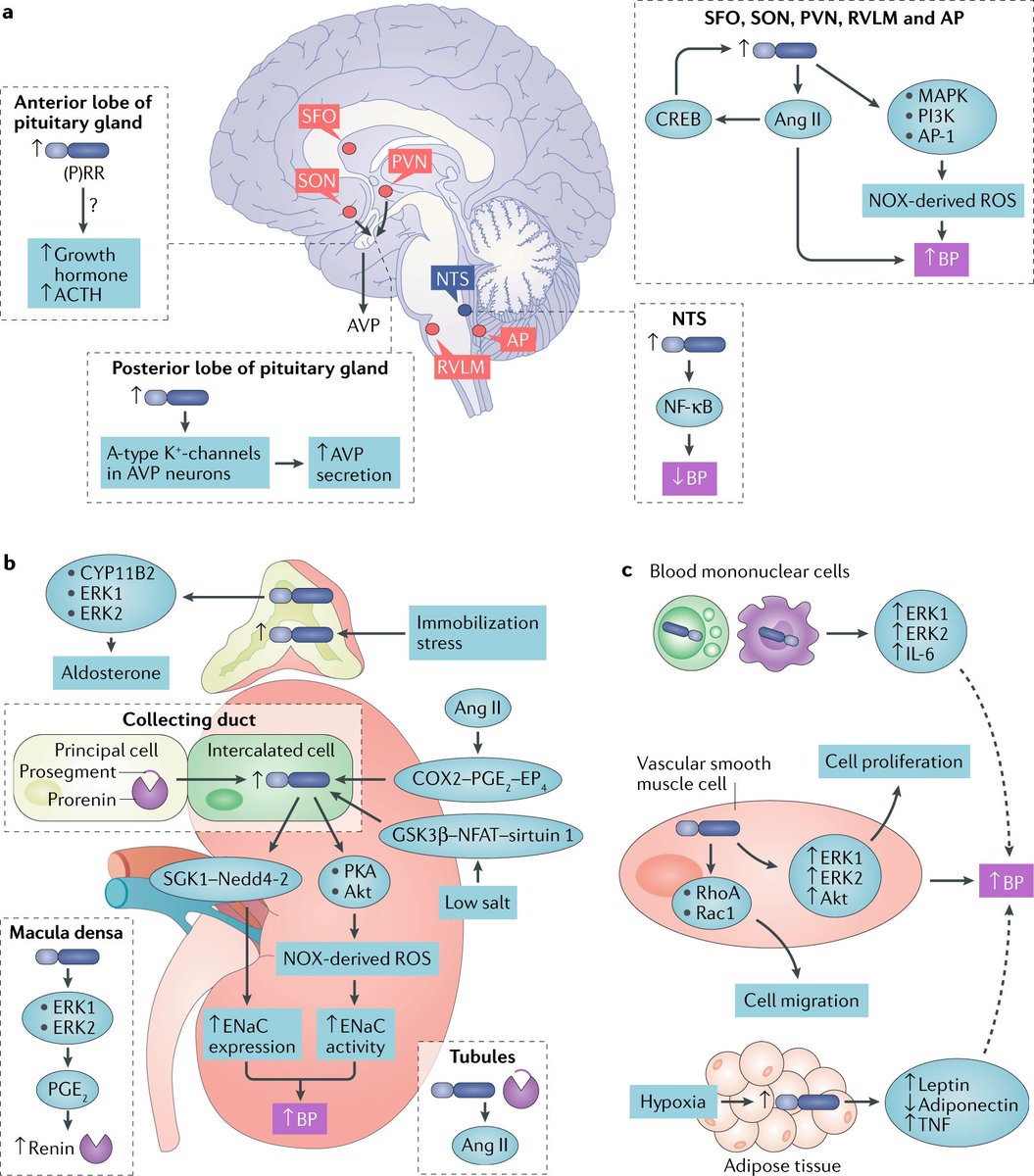 NatRevNeph's tweet photo. The role of the (pro)renin receptor in blood pressure regulation and the development of #hypertension https://t.co/ZMwSl5xuQb https://t.co/OV1oC2pbrR