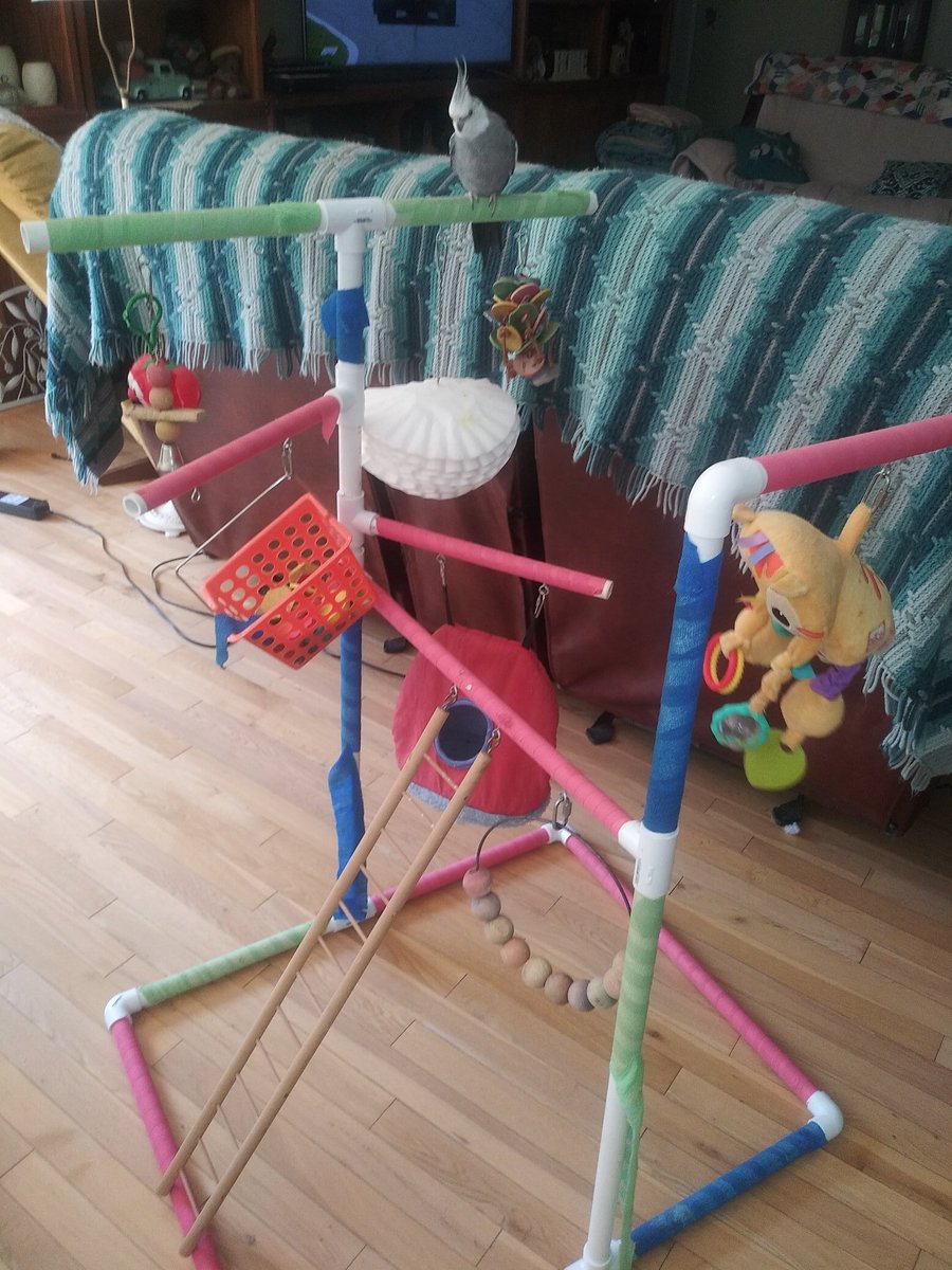 Daphne26192948's tweet photo. This is the newest addition to The Hinds Family Flock. His name is Sammy Jo Hinds. ❤ This is also the playgym my husband I made for the babies. ❤❤❤ #Ourflock #FiveParrotsandcounting #Ourbabies #Fourgirlsoneboy https://t.co/XvWaTpzbEc