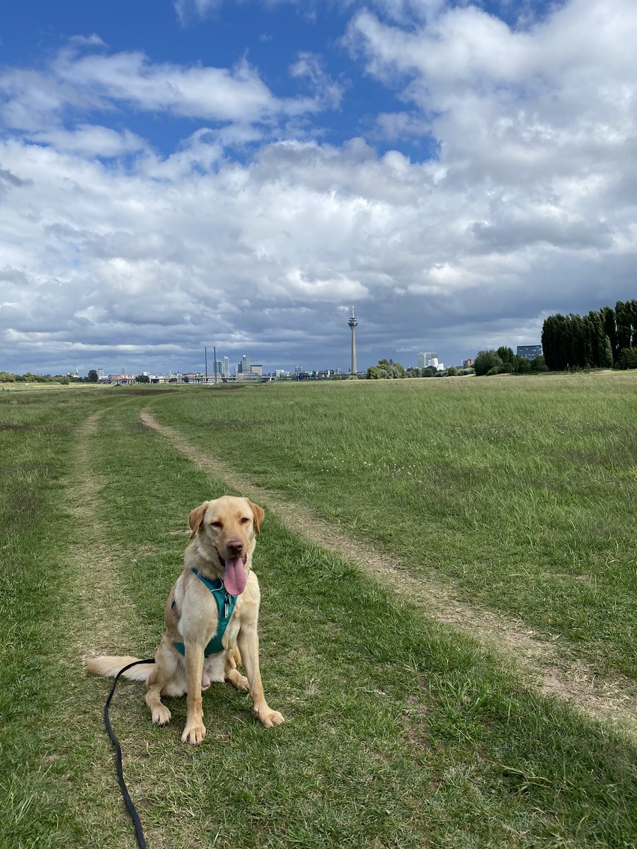 Sunday, Buddy Sunday #Düsseldorf #Seelenhund #Rhein