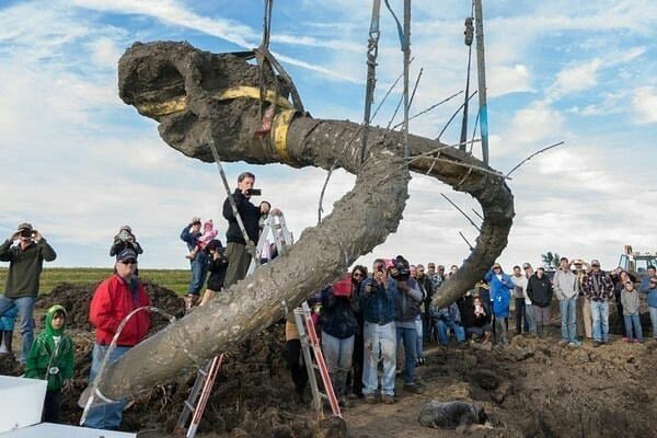 Back in 2015 this Michigan farmer dug up the skull and tusks of a Wooly Mammoth after trying to install a drainage pipe in his wheat field!

What’s the coolest/weirdest thing you ever found in your field? #AgTwitter