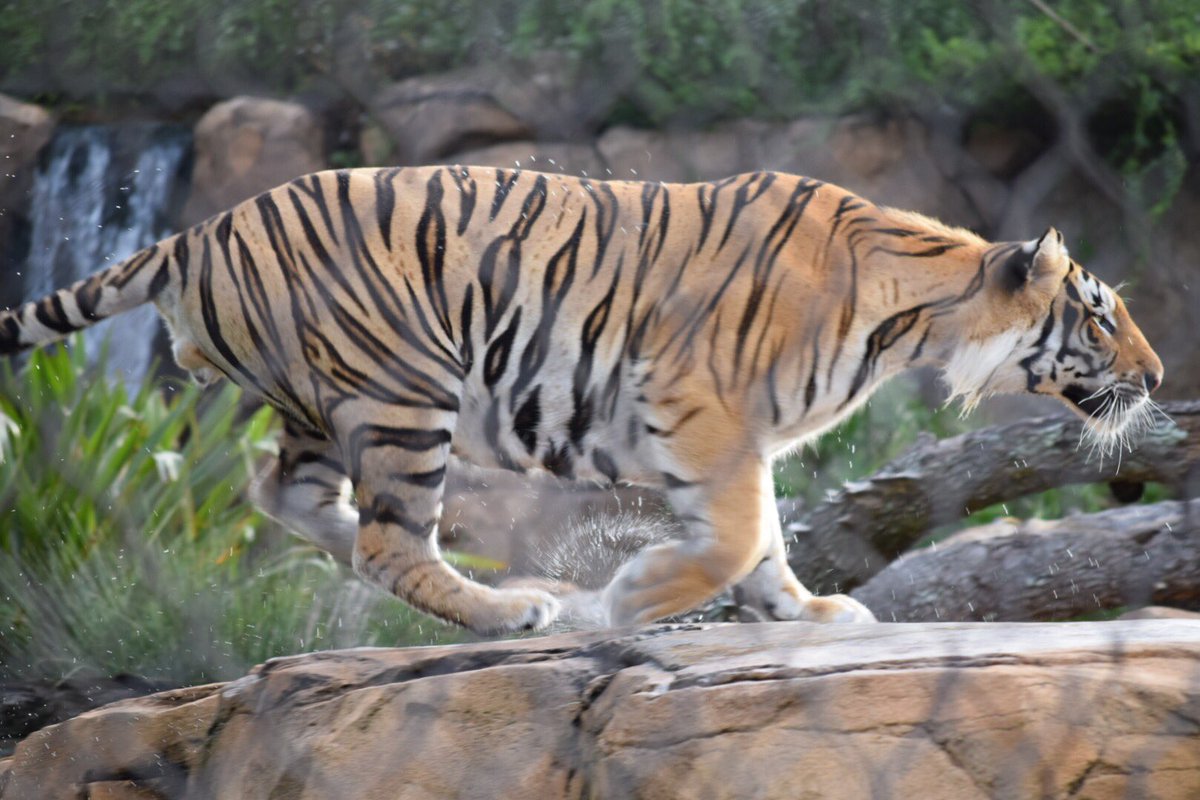 MikeTheTiger's tweet photo. Sometime you gotta get up and get after it. https://t.co/pcmCXOcqUf