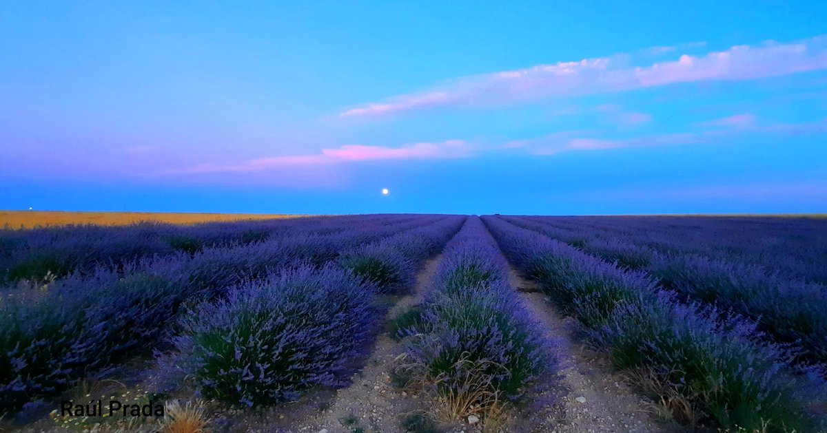 Campos de lavanda